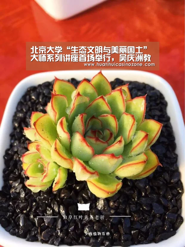 华体会电竞